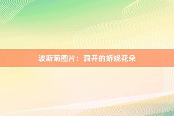 波斯菊图片：洞开的娇娆花朵