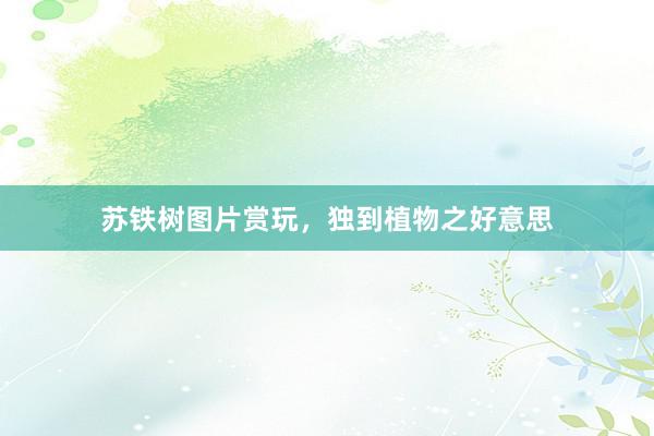 苏铁树图片赏玩，独到植物之好意思